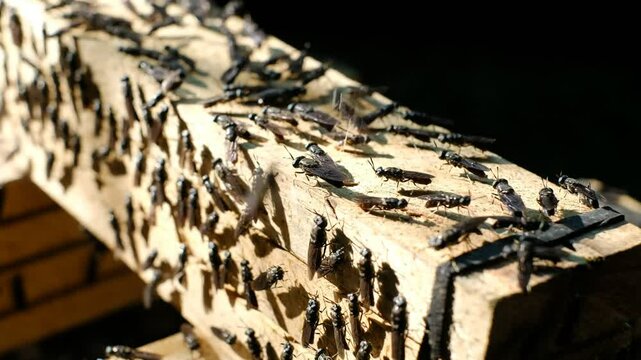 Mature Black Soldier Flies (Hermetia illucens) on wooden shelves provided for laying eggs at an insect farm