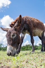 Close-up shot of a donkey grazing in a field on a sunny day