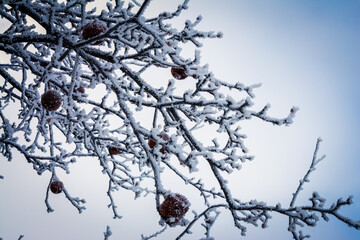 Frost sparkles on tree branches, frost creates icy patterns, and snow cover gives nature a winter wonderland