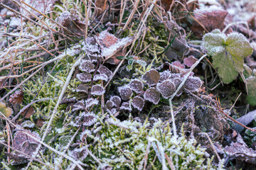 A landscape of nature shrouded in the first frost: frost-covered plants and ice patterns create a magical winter atmosphere