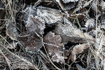 A landscape of nature shrouded in the first frost: frost-covered plants and ice patterns create a magical winter atmosphere