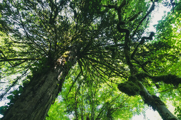 Ivy gracefully wraps around the trunk of a mighty tree, creating a harmonious picture of nature in a green forest environment