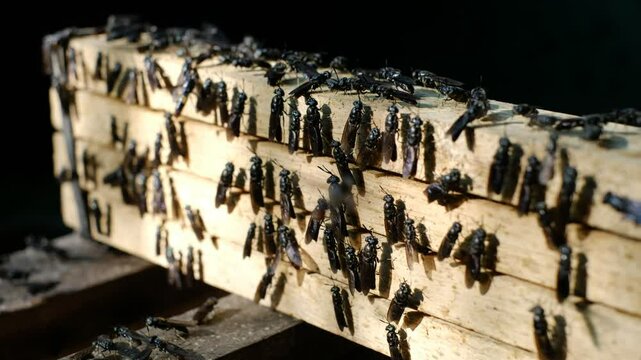 Mature Black Soldier Flies (Hermetia illucens) on wooden shelves provided for laying eggs at an insect farm