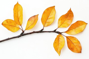 Golden Foliage on Light Canvas: Embracing Autumn's Vibrant Palette