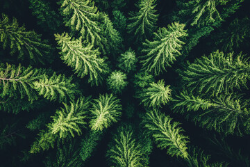 aerial view of lush green forest canopy from above