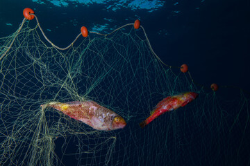 Parrot fish from the Mediterranean Sea entangled in fishing nets