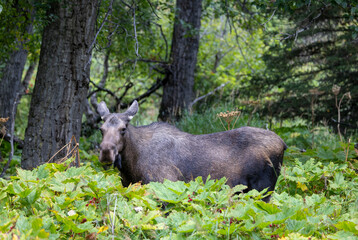 Alaska Yukon Cow Moose in Autumn