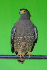 Closed up of a Crested Serpent Eagle or Spilornis cheela looking down. Crested Serpent Eagle in zoo on green background. Black with a white stripe on the rear end of the wings