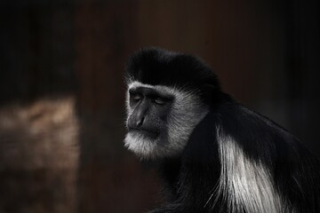 Obraz premium 目を閉じたアビシニアコロブスの顔