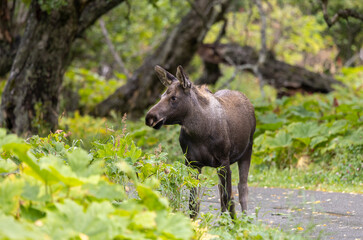 Alaska Yukon Calf Moose in Alaska in Alaska