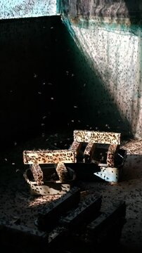 Mature Black Soldier Flies (Hermetia illucens) on wooden shelves provided for laying eggs at an insect farm