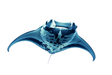 Manta Ray Swimming Peacefully