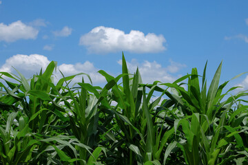 Obraz premium Rows of corn trees against a background of blue sky and white clouds.Corn farming in the countryside. Corn leaves that look green and fresh. for graphic design or banner background