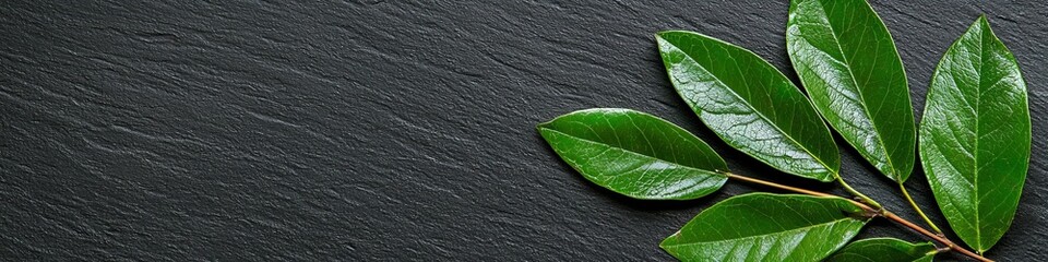 Obraz premium Green leaves on a dark background. Lush and vibrant.