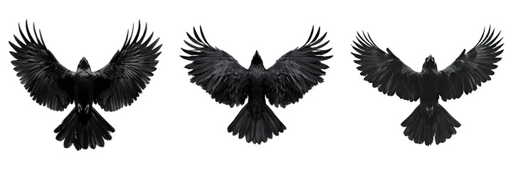 Obraz premium Black raven isolated on transparent background, Set of