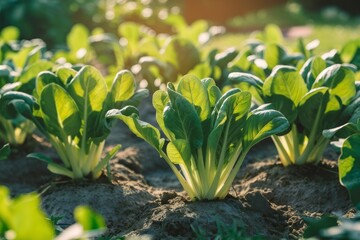 Obraz premium Bok Choy in the garden at sunset 