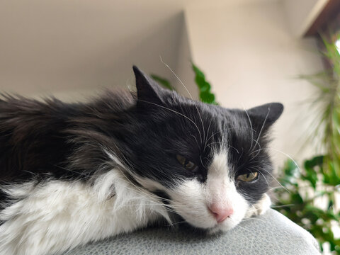 Ragamuffin cat lies on the back of the sofa and watches the viewer