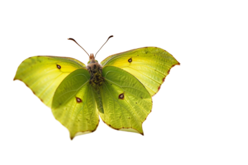 Exquisite Brimstone Butterfly Macro
