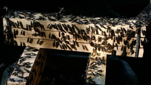 Mature Black Soldier Flies (Hermetia illucens) on wooden shelves provided for laying eggs at an insect farm