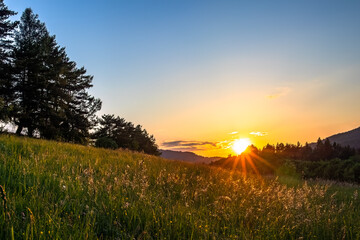 Summer landscape with meadow and trees at sunset