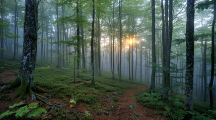 Fototapeta premium Dense Forest Canopy Illuminated by Morning Sunlight