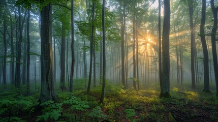Obraz premium Mystical Sunrise in Foggy Forest with Golden Light