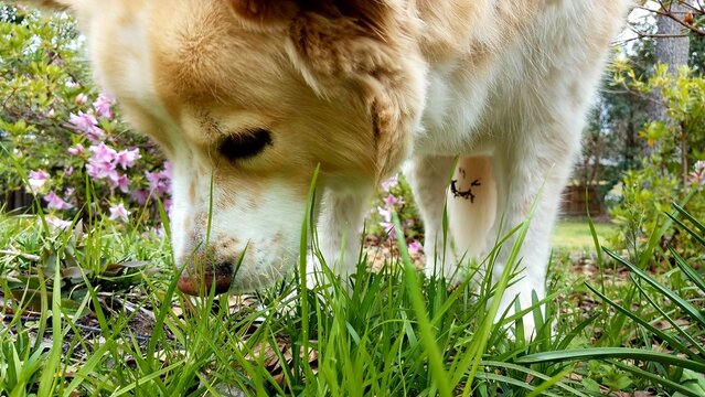 Close-up of a blonde dog sniffing the grass