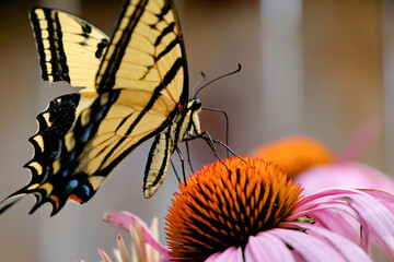 A swallowtail butterfly drinks from an echinacea flower.