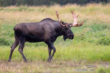 Alaska Yukon Bull Moose in Autumn in Alaska