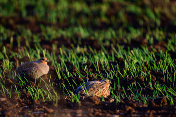 Partridge. Warm colors nature background. Grey Partridge. Perdix perdix