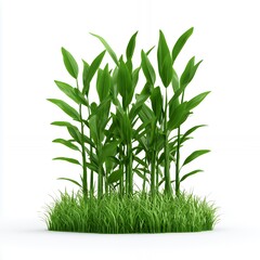 Fototapeta premium Lush green bamboo plants in a patch of grass isolated on white.