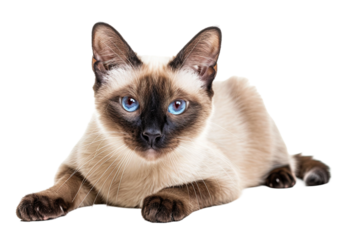 Charming Siamese Cat Showcased on Clean White for a Stunning View