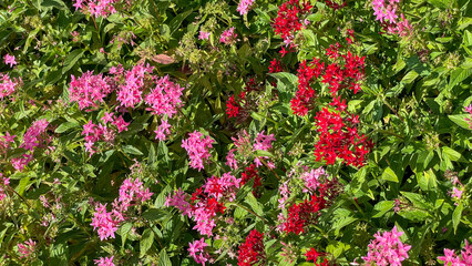 Naklejka premium Bright pink and red pentas flowers in full bloom among lush green leaves, ideal for nature backgrounds, garden themes, or spring promotions. Suitable for floral design concepts.