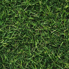 Fototapeta premium Green grass close-up creating a fresh and natural background