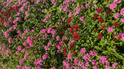 Obraz premium Bright pink and red pentas flowers in full bloom among lush green leaves, ideal for nature backgrounds, garden themes, or spring promotions. Suitable for floral design concepts.
