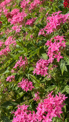 Obraz premium Close-up of pink pentas flowers with a bee collecting nectar, showcasing nature's beauty and pollination process, ideal for ecological and floral themes, suitable for environmental concepts