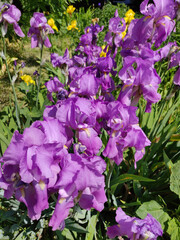 Close-up of a beautiful iris flowers in early summer