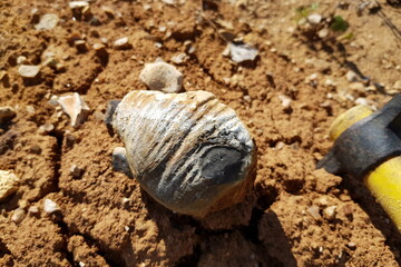 Fossil brachiopod shell replaced by flint, rockhounding, field photo. Kaluga region, Russia