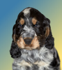 Portrait of a purebred English Cocker Spaniel puppy. Age 2 months. Color blue-roan with tan. The dog looks into the frame. Beautiful gradient background.