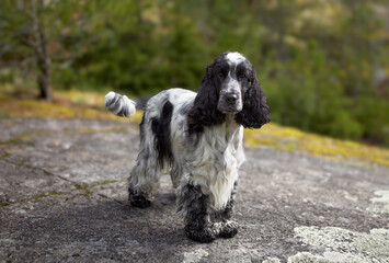Portrait of a purebred English Cocker Spaniel. The dog stands on a rocky ledge and looks into the...