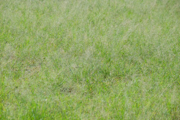 The abstract shapes, patterns and textures of grass look soft.Wild grass on a football field that hasn't been cut. For graphic design or banner background