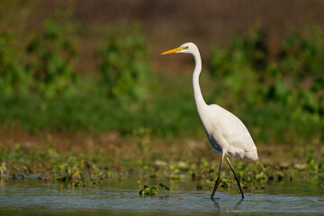 Obraz premium White heron in the habitat in the beautiful light. Ardea alba..