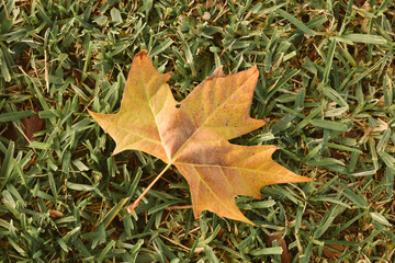 First autumn yellow leaf in green grass