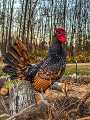 Fototapeta premium rooster