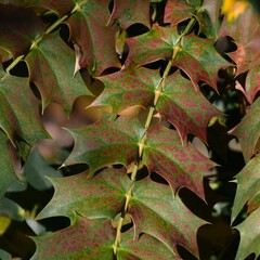 Fototapeta premium Leaves of mahonia japonica in October - close up. Poland, Europe - home garden. 
