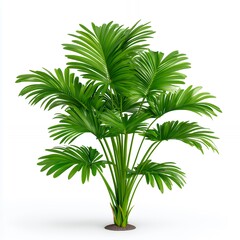 Fototapeta premium Lush green palm tree isolated on white background.