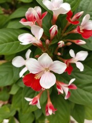Obraz premium Close-up shot of a vibrant white flowering red and white dipladenia plant against a green background, outdoor, gardening