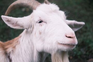 ヤギの顔のアップ
