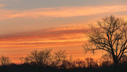 Obraz premium Copper cloudy sunrise through the trees 1