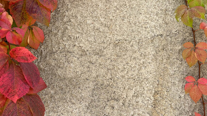 Colorful autumn leaves climbing on a textured wall, outdoors in natural light. Ideal for seasonal...